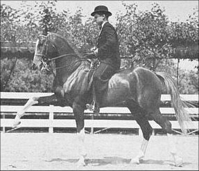 Rifnas, a Kellogg bred asil stallion in the USA