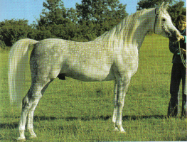 Shakhs an asil Hadban stallion bred in the USA by Gleanloch Farms, and imported to the UK in 1972. His bred the mare Sappho and saved that asil Hamdani Simri line from extinction