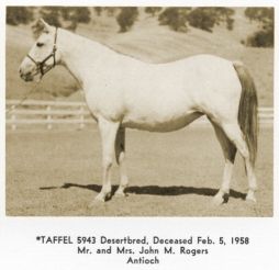 *Taffel, *Subaihas daughter, also imported from Saudi Arabia with her dam